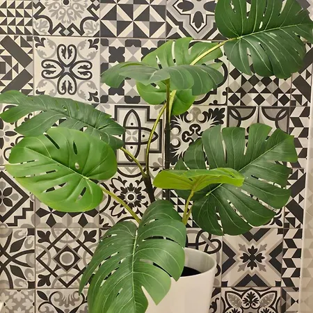 Blekitna Kotwica * 슈체친